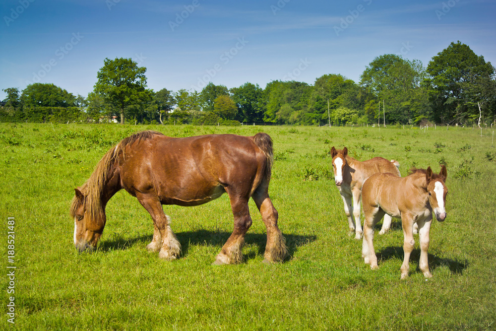 Horses, mare with two foals