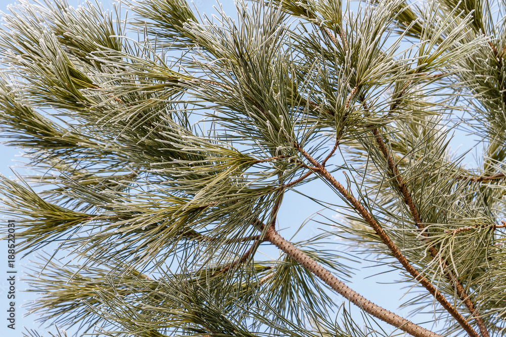 Ramas, acículas con escarcha de pino piñonero. Pinus pinea.
Ramas, acículas con escarcha de pino piñonero. Pinus pinea.