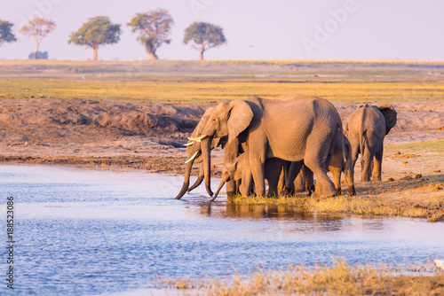 Group of African Elephants drinking water from Chobe River at sunset. Wildlife Safari and boat cruise in the Chobe National Park, Namibia Botswana border, Africa. photo