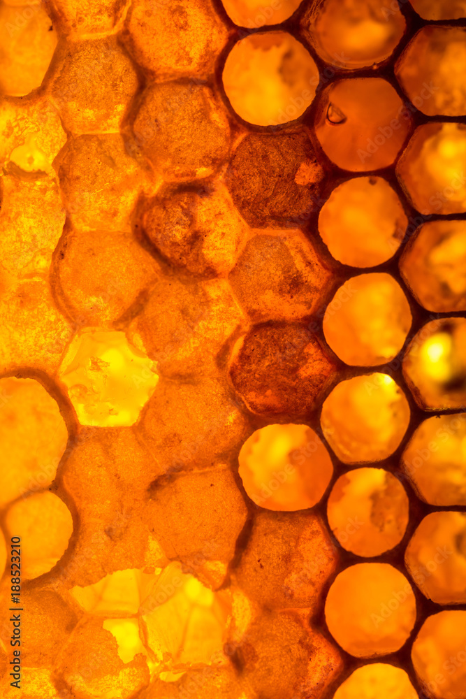 Fototapeta premium Close up studio shot of organic honey in a honey-comb.