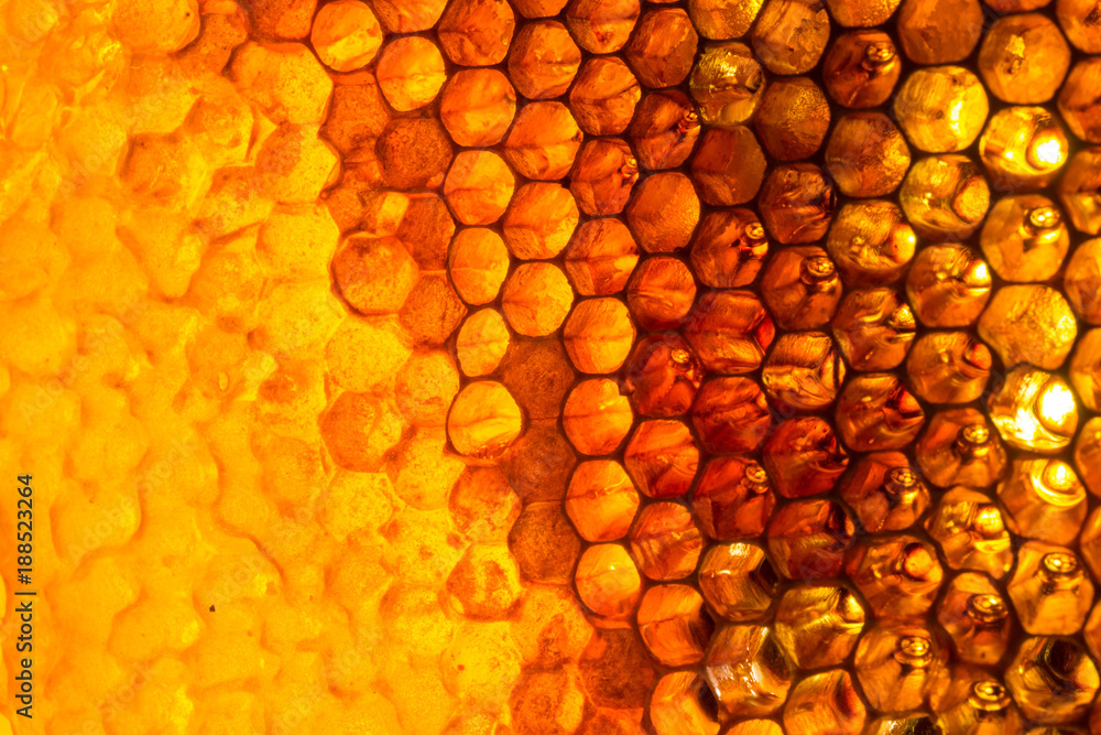 Fototapeta premium Close up studio shot of organic honey in a honey-comb.