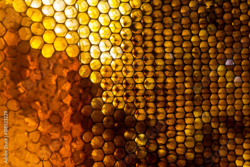 Close up studio shot of organic honey in a honey-comb.