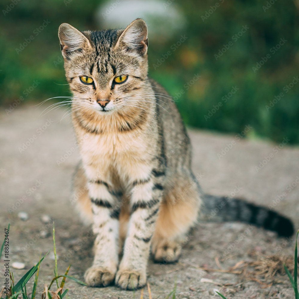 Lonely, Sad, Homeless Cute Tabby Gray Cat Kitten Pussycat Lonely, Sad, Homeless Cute Tabby Gray Cat Kitten Pussycat