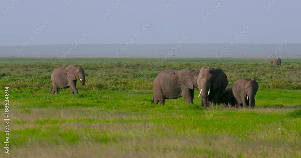 Herd Of Elephants In Swamp; Amboseli & Just Outside; Amboseli, Kenya, Africa Herd Of Elephants In Swamp; Amboseli & Just Outside; Amboseli, Kenya, Africa