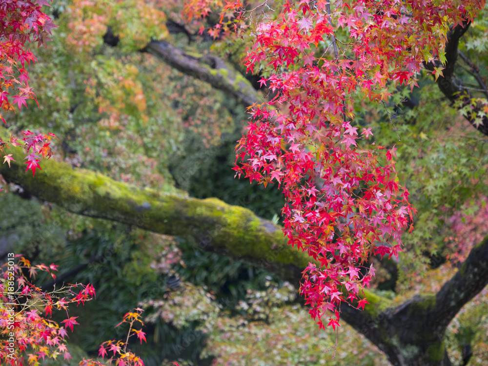 Red Autumn Japanese Garden