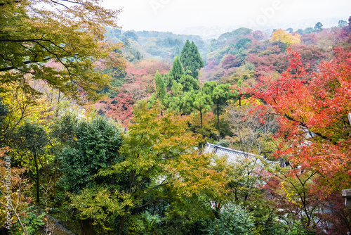 Red Autumn Japanese Garden