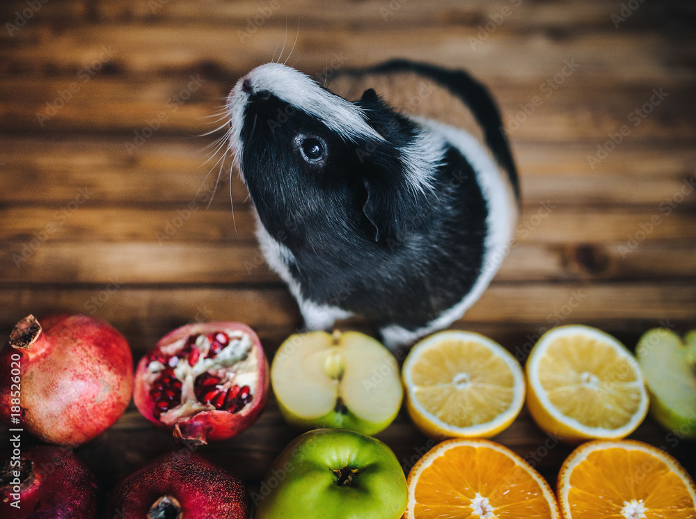 Feeding guinea top pigs oranges