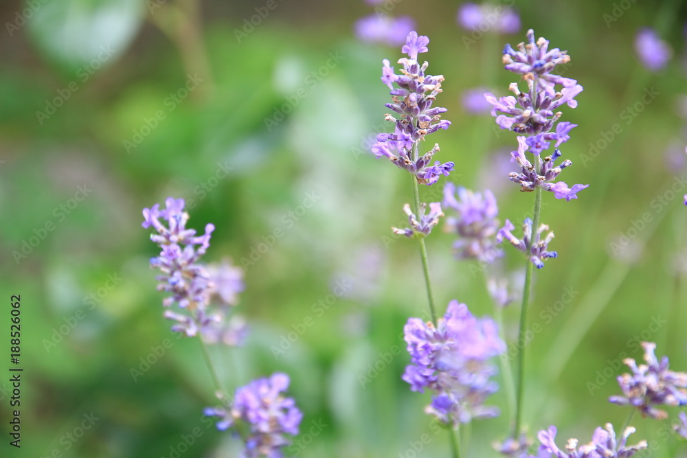 Lavender flower in full bloom Lavender flower in full bloom