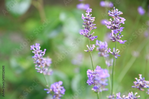 Lavender flower in full bloom © hopre
