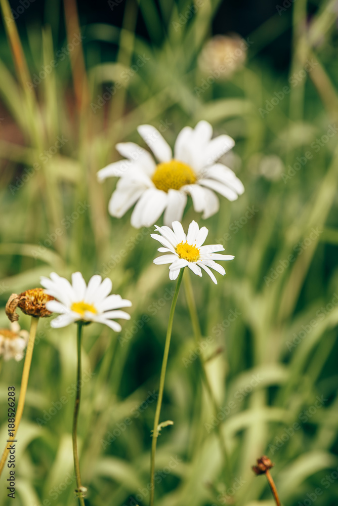 Obraz premium Meadow Daisy Flower at Sunny Day on Blurred Background.