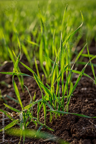 young grass of corn