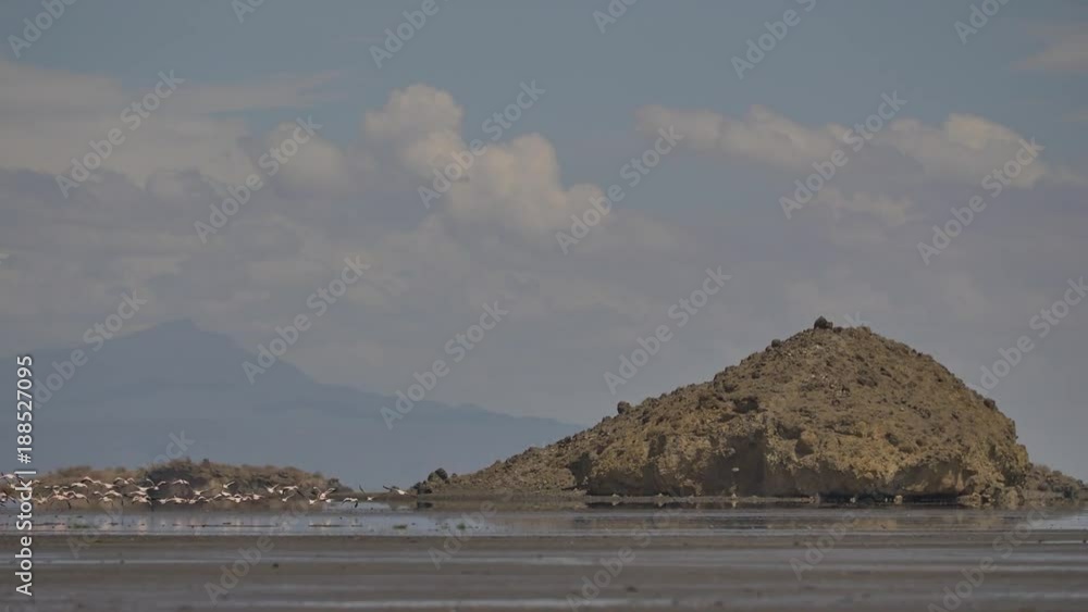 Flamingos flying away at Lake Natron Flamingos flying away at Lake Natron