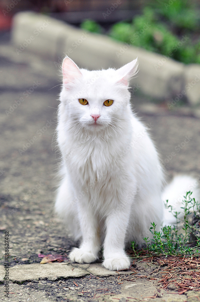 white cat with yellow eyes