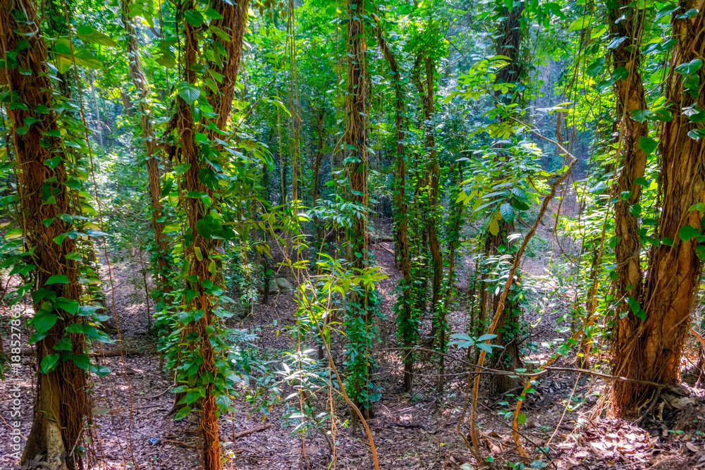 Obraz premium Tropical forest