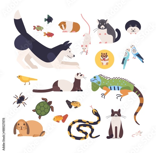 Collection of pets isolated on white background. Set of cute cartoon domestic animals - mammals, birds, fish, rodents, reptiles and insects. Modern colorful vector illustration in flat style.