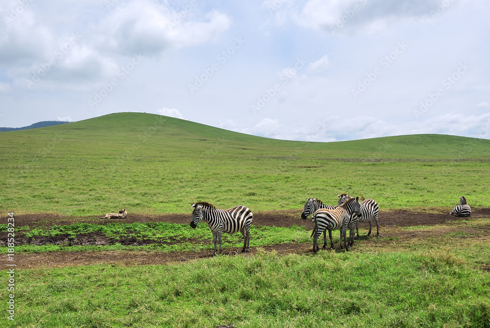 Fototapeta premium Zebras in Ngorongoro, Tanzania, Africa