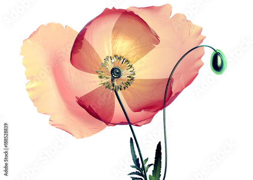 color glass flower isolated on black , the poppy