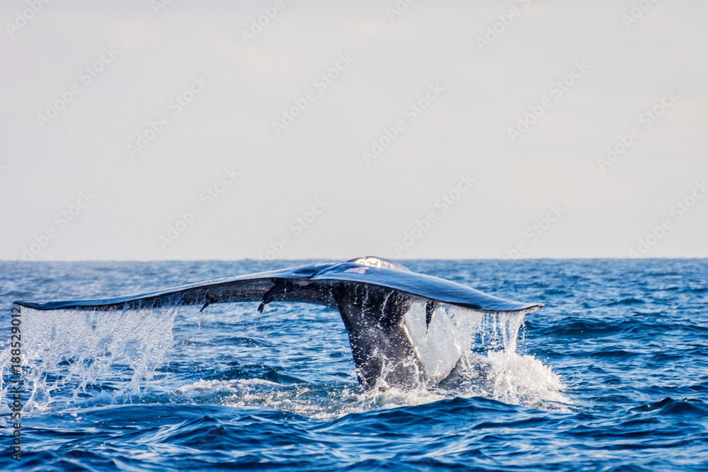 Fototapeta premium Blue whale tail