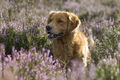 Golden Retriever standing in purple heather, looking up and smiling.