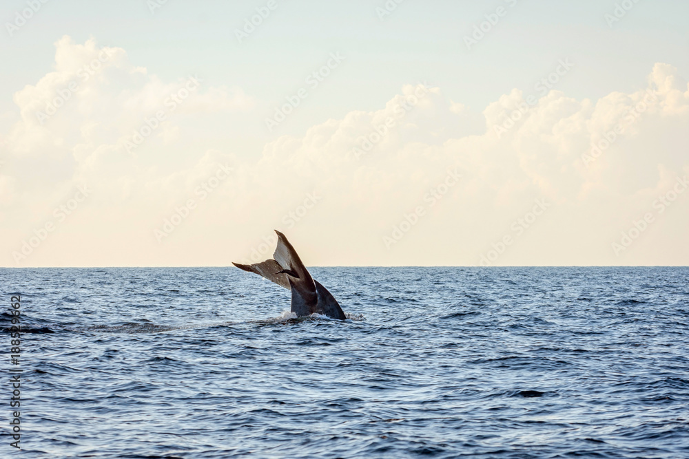 Naklejka premium Blue whale tail
