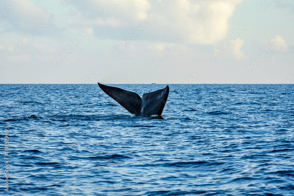 Fototapeta premium Blue whale tail