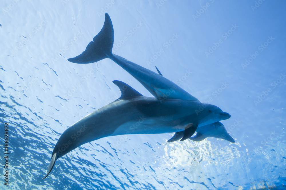 Fototapeta premium イルカ兄弟