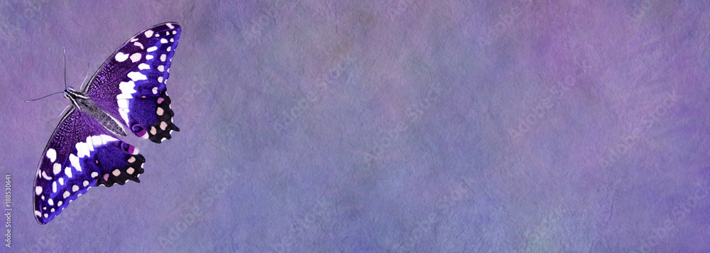 Obraz premium Fioletowy motyl na tablicy ogłoszeń - szeroki rustykalny baner z efektem kamienia z pięknym pojedynczym otwartym skrzydlatym motylem po lewej stronie i dużą ilością miejsca na kopię w środku i po prawej stronie banera
