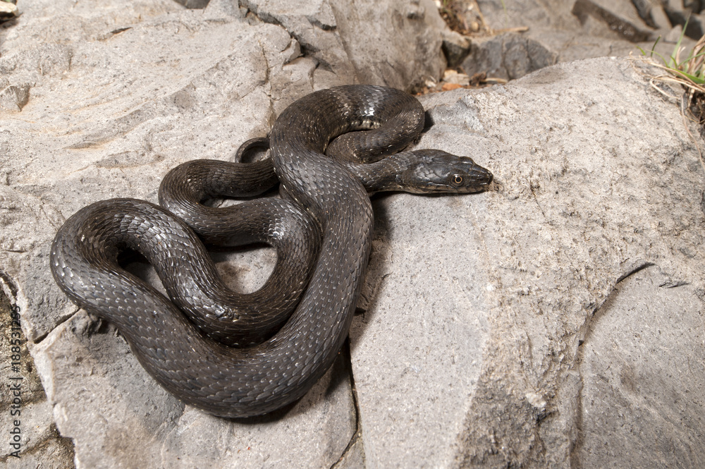 Obraz premium Dice snake (Natrix tessellata) - Dice snake