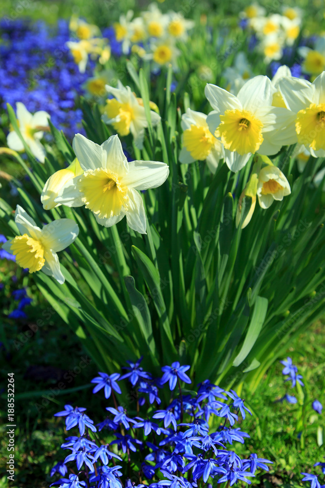 Fototapeta premium Narzissen im Frühling