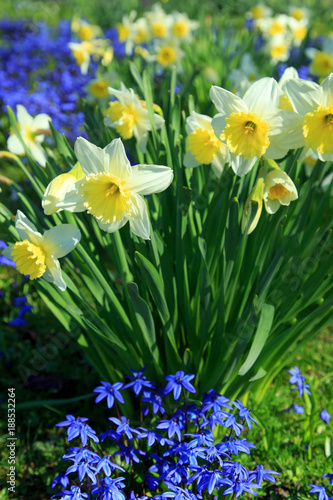 Fototapeta Naklejka Na Ścianę i Meble -  Narzissen im Frühling