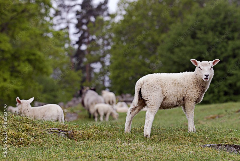 White sheep grazing on green grass White sheep grazing on green grass