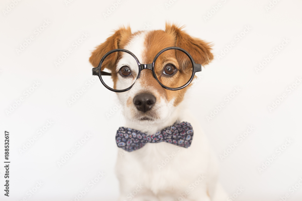 Obraz na płótnie cute young small white dog wearing a modern bowtie and glasses. Sitting on the wood floor and looking at the camera.White background. Pets indoors w salonie