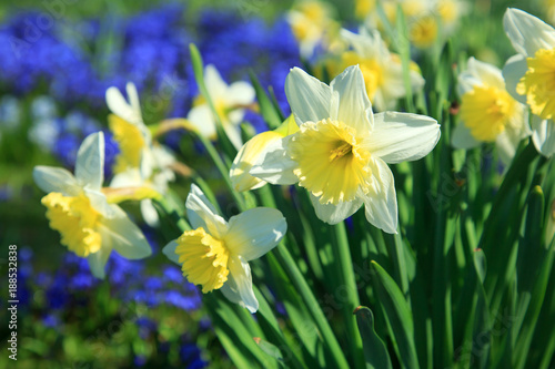 Fototapeta Naklejka Na Ścianę i Meble -  Narzissen im Frühling