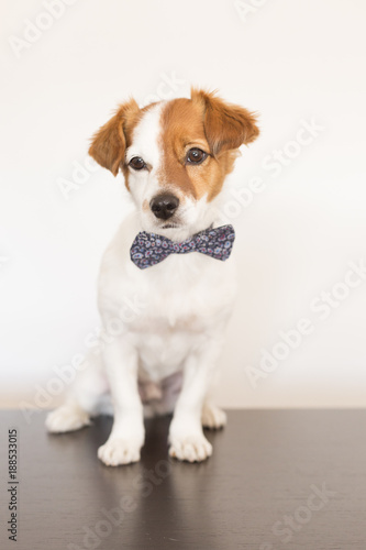 cute young small white dog wearing a modern bowtie. Sitting on the wood floor and looking at the camera.White background. Pets indoors © Eva