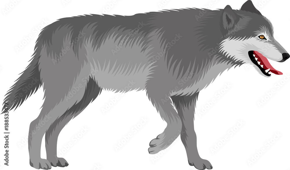Fototapeta premium vector gray wolf