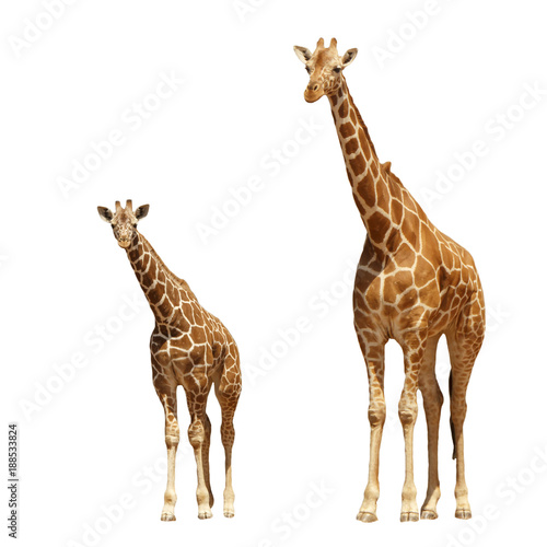 Reticulated Giraffes - mother and baby isolated on white background