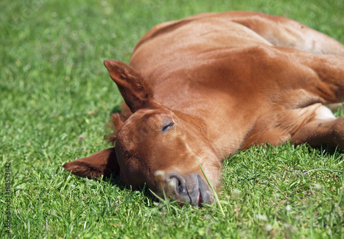The chestnut  foal sleeps on a green grass