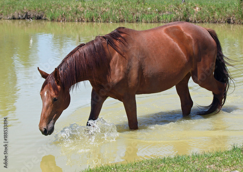 Dark - chestnut horse freshens up in water in a hot weather