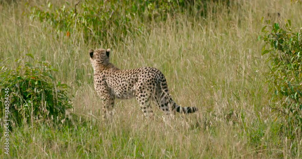 Cheetah Cub, Walking In Long Grass; Maasai Mara Day 2; Maasai Mara, Kenya, Africa Cheetah Cub, Walking In Long Grass; Maasai Mara Day 2; Maasai Mara, Kenya, Africa