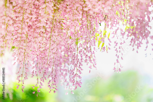 ピンク色の藤の花