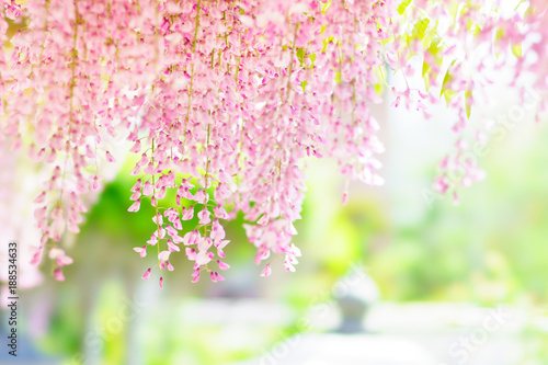 ピンク色の藤の花 Stock 写真 Adobe Stock