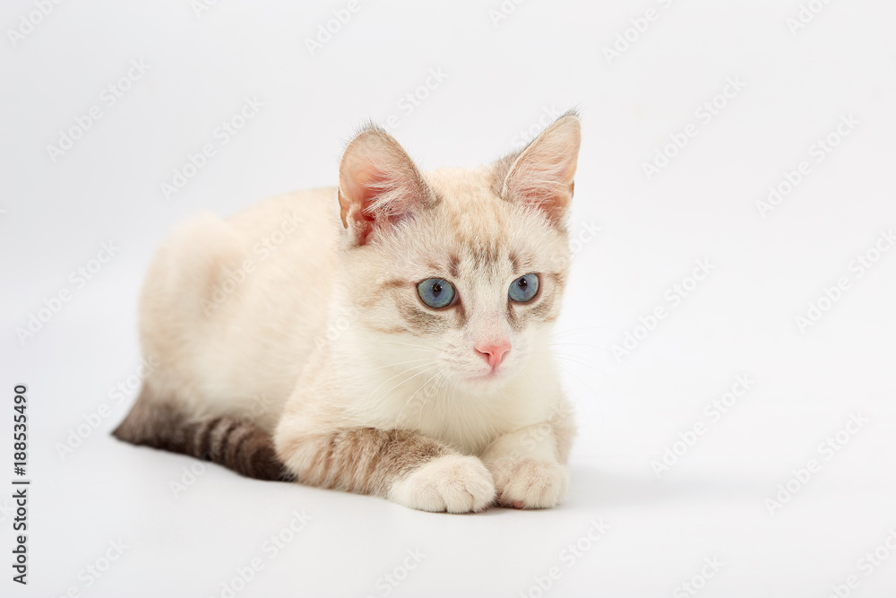 Fototapeta premium young beautiful kitten isolated on white background.