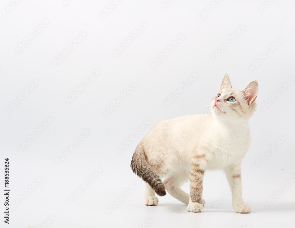 young beautiful kitten isolated on white background. young beautiful kitten isolated on white background.