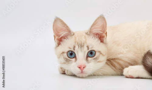 young beautiful kitten isolated on white background.