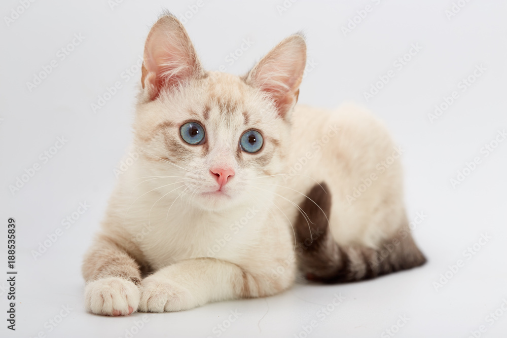 young beautiful kitten isolated on white background. young beautiful kitten isolated on white background.