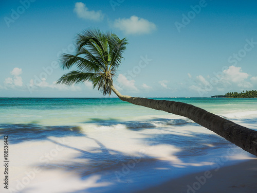  palm tree at the ocean lonely beach photo