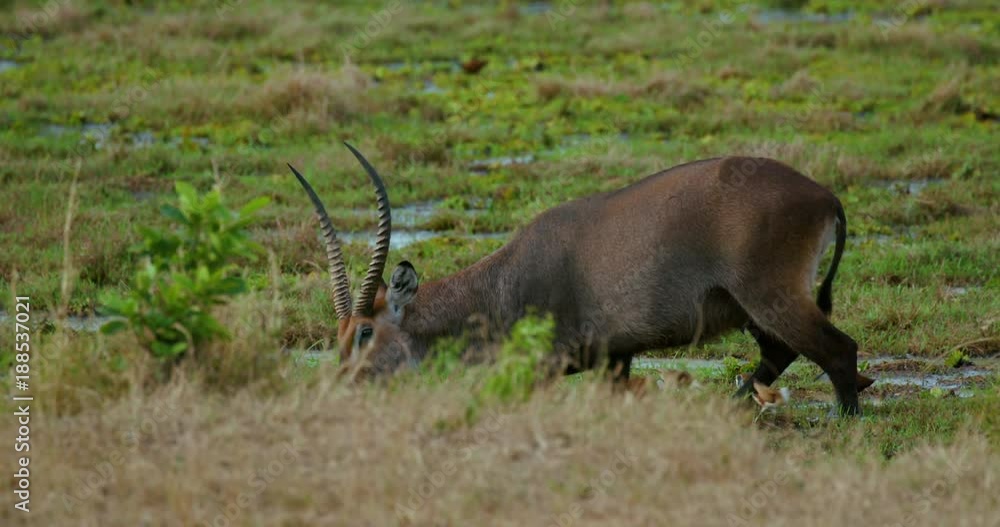 Male Waterbuck Grazing; Maasai Mara 9 Sept 16 Pm; Maasai Mara, Kenya, Africa Male Waterbuck Grazing; Maasai Mara 9 Sept 16 Pm; Maasai Mara, Kenya, Africa