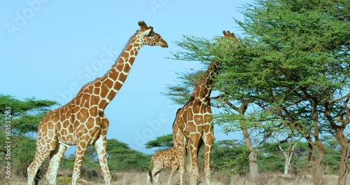 Reticulated Giraffe Grazing; Samburu 13 October 16; Samburu, Kenya, Africa