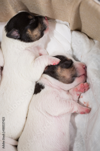 Fototapeta Naklejka Na Ścianę i Meble -  newborn puppies breed jack russel terrier sleeping