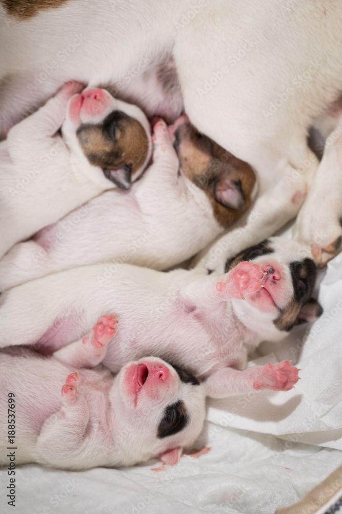 newborn puppies breed jack russel terrier sleeping newborn puppies breed jack russel terrier sleeping